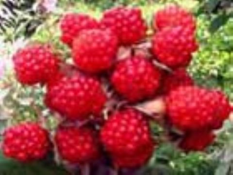 Red Raspberry Anthocyanin 
